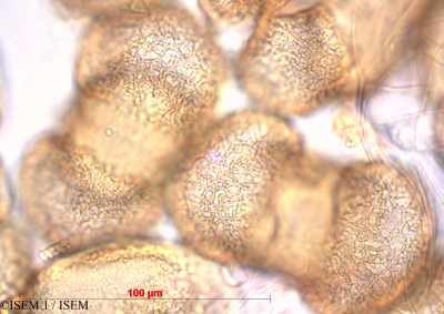 ISEM 1/Picea_abies_60448/Picea_abies_60448_0001(copy)_thumb.jpg